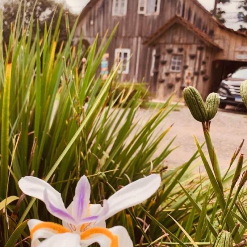 Morada Velha Camélia