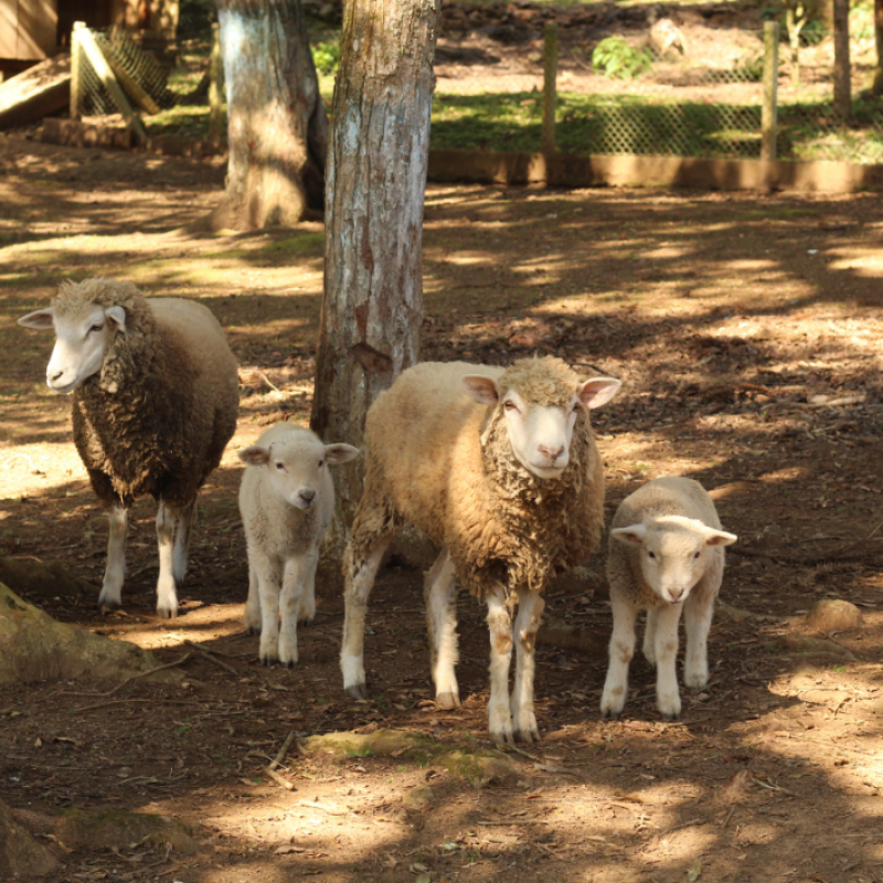 Hotel Paraíso da Serra